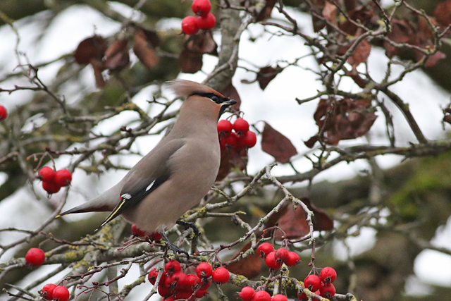 13 november 2016, Pestvogel, Groningen