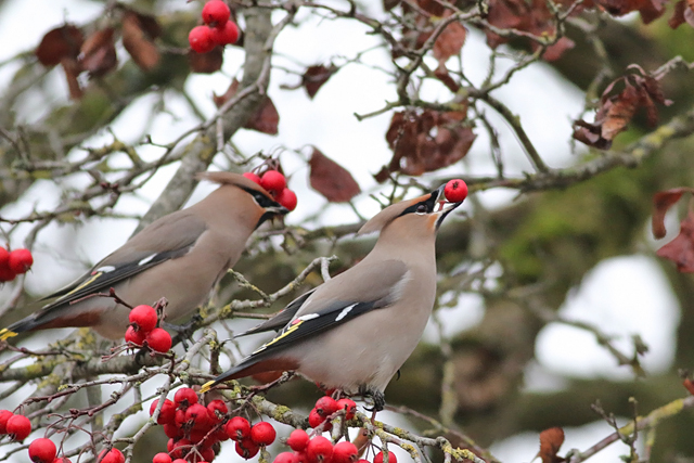 13 november 2016, Pestvogel, Groningen_2