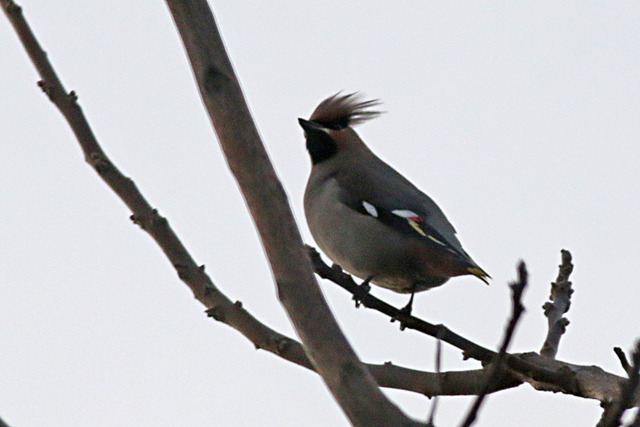 28 januari 2017, Pestvogel, Floralaan 22