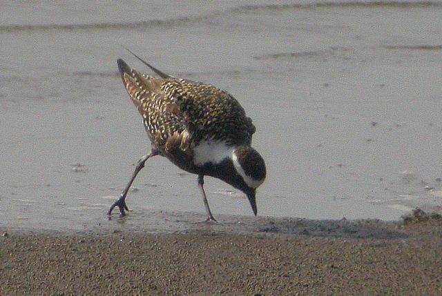24 mei 2008, Amerikaanse Goudplevier, Prunjepolder_00