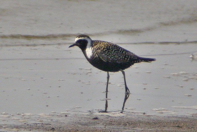 24 mei 2008, Amerikaanse Goudplevier, Prunjepolder_01