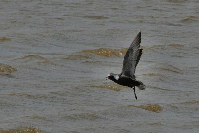 24 mei 2008, Amerikaanse Goudplevier, Prunjepolder_02