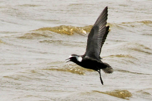 24 mei 2008, Amerikaanse Goudplevier, Prunjepolder_03