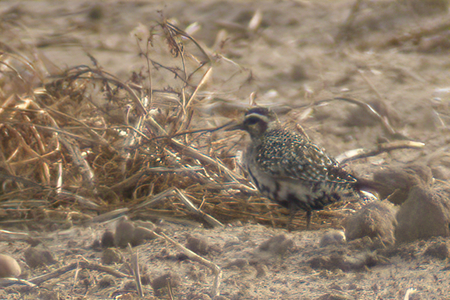 9 oktober 2009, Am Goudplevier, Texel