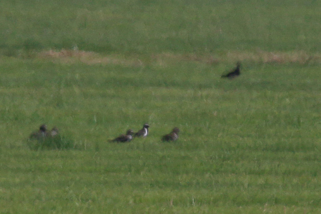 11 juli 2015, Aziatische Goudplevier, Workummerwaard