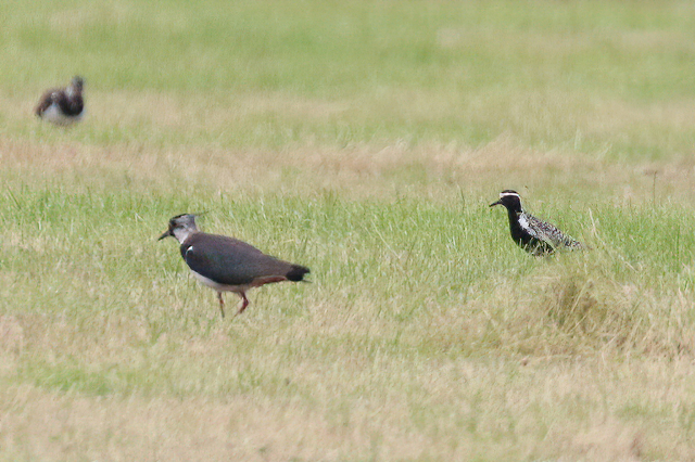 27 juni 2020, Aziatische Goudplevier, Camperduin