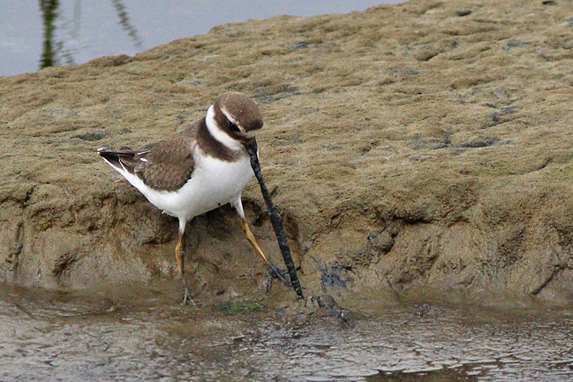 19 augustus 2023, Bontbekplevier, 01_Holwerd