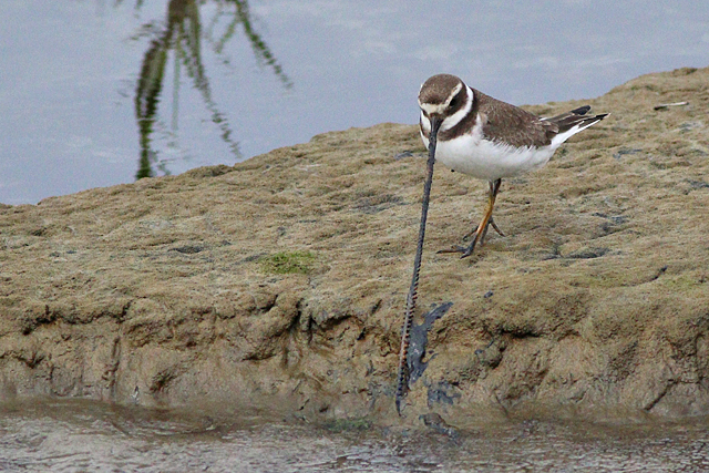 19 augustus 2023, Bontbekplevier, 02_Holwerd