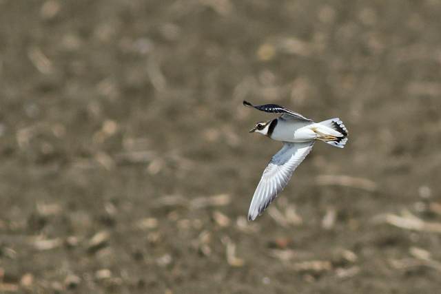 22 september 2023, Bontbekplevier, Lauwersmeer