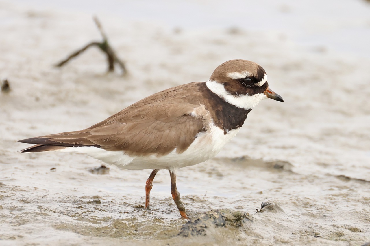 17 mei 2025, Bontbekplevier, 01_Ezumakeeg