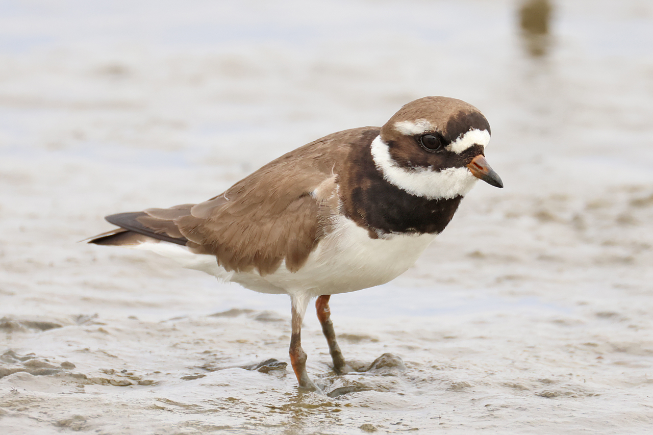 17 mei 2025, Bontbekplevier, 02_Ezumakeeg