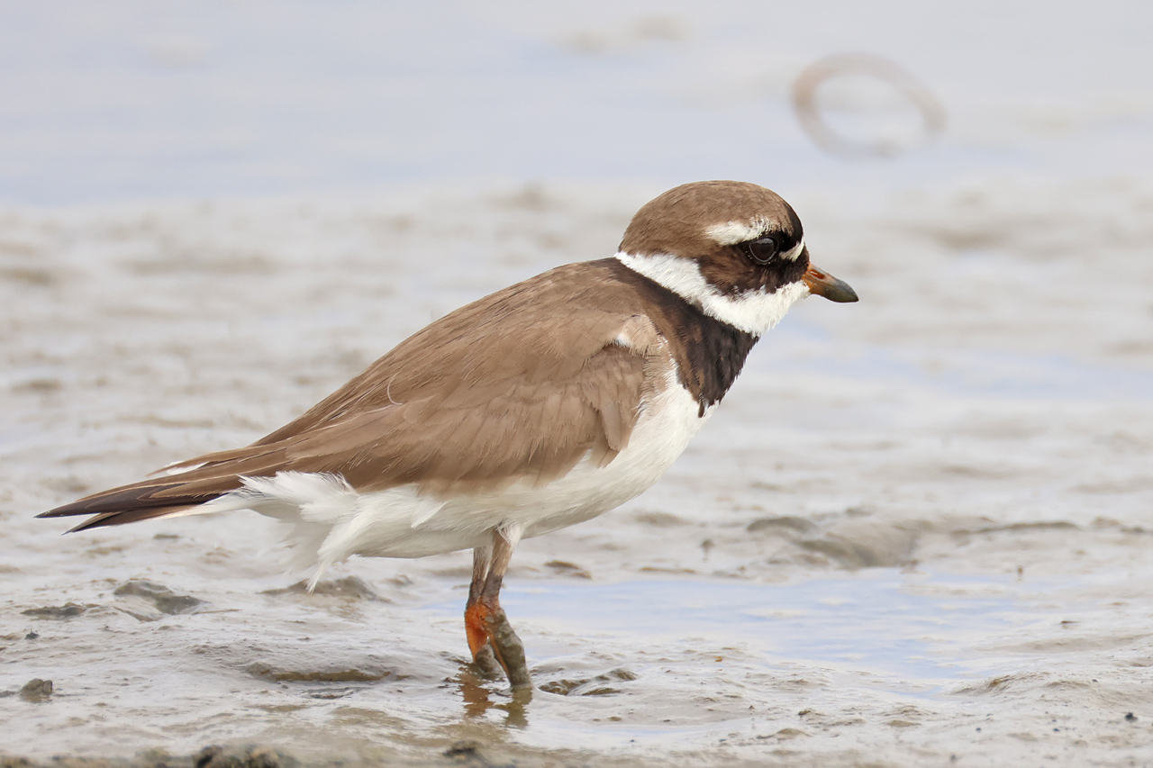 17 mei 2025, Bontbekplevier, 03_Ezumakeeg