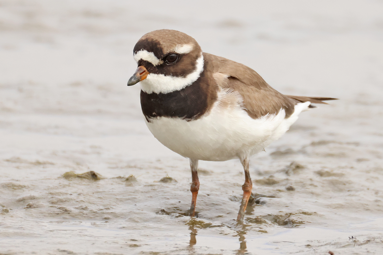 17 mei 2025, Bontbekplevier, 04_Ezumakeeg