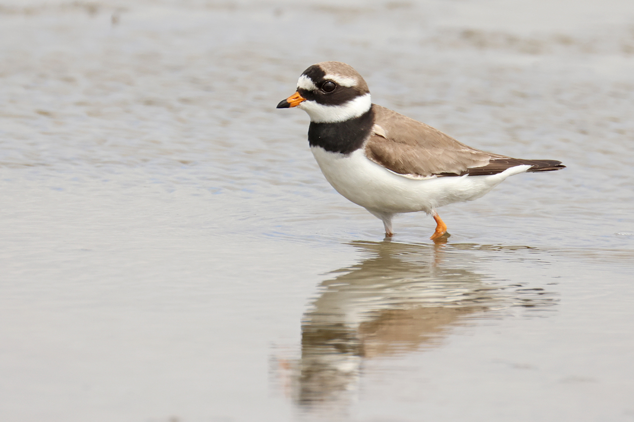 17 mei 2025, Bontbekplevier, 05_Ezumakeeg