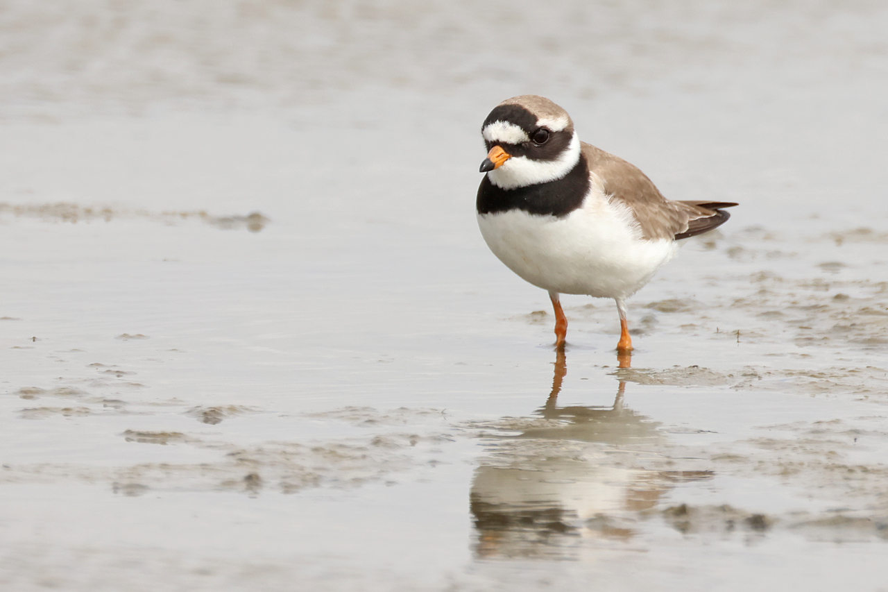 17 mei 2025, Bontbekplevier, 06_Ezumakeeg