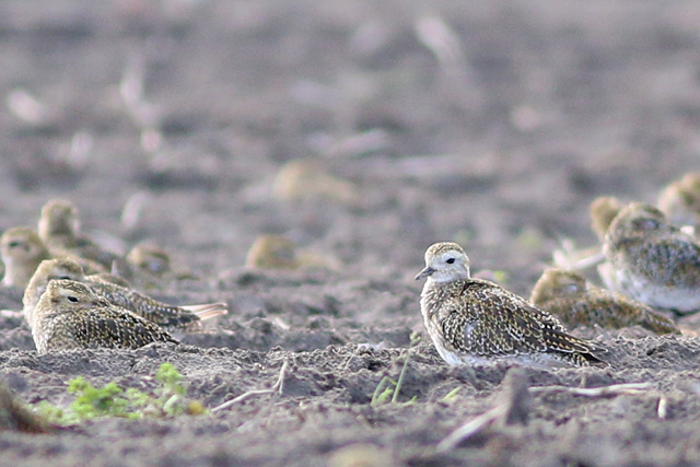 27 september 2020, Goudplevier, Lauwersmeer_02