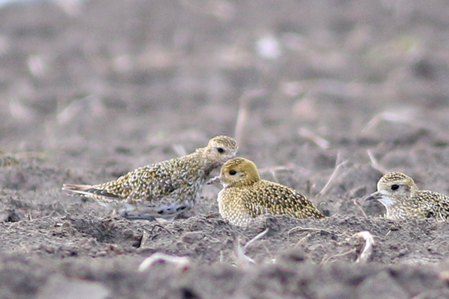 27 september 2020, Goudplevier, Lauwersmeer_03