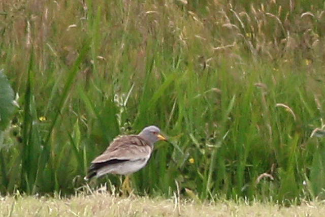 27 juni 2019, Grijskopkievit, Workum_02-d