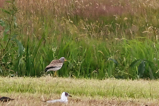 27 juni 2019, Grijskopkievit, Workum_02