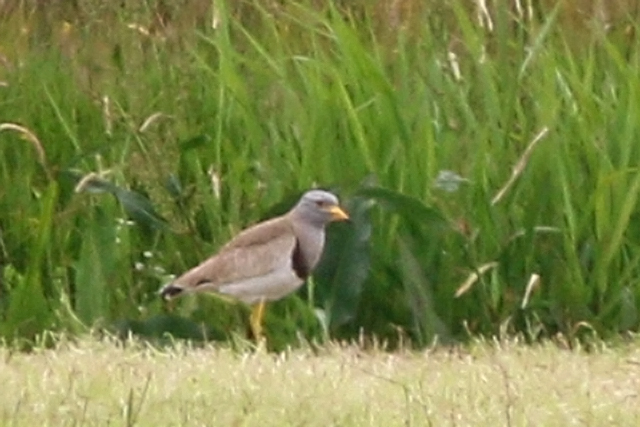 27 juni 2019, Grijskopkievit, Workum_04