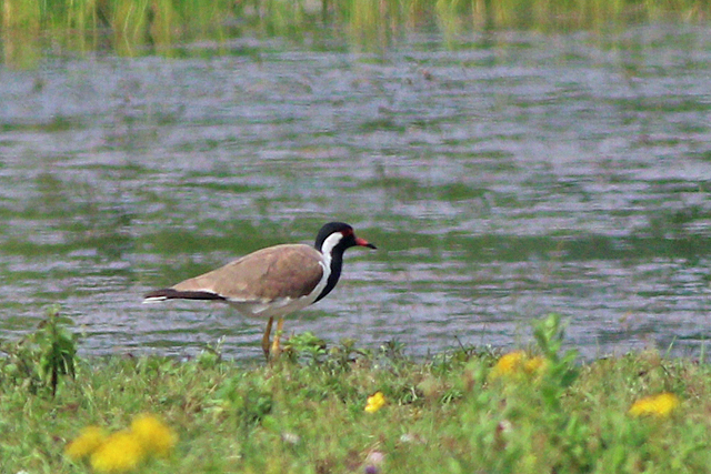 2 augustus 2024, Indische Kievit, Oostkapelle - Vroongrasland Koninging Emmaweg_02