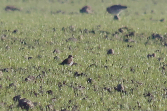12 januari 2014, Kaspische Plevier, Wissenkerke