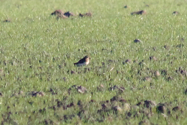 12 januari 2014, Kaspische Plevier, Wissenkerke_2