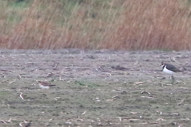 3 december 2021, Kaspische Plevier, Eemspolder_01