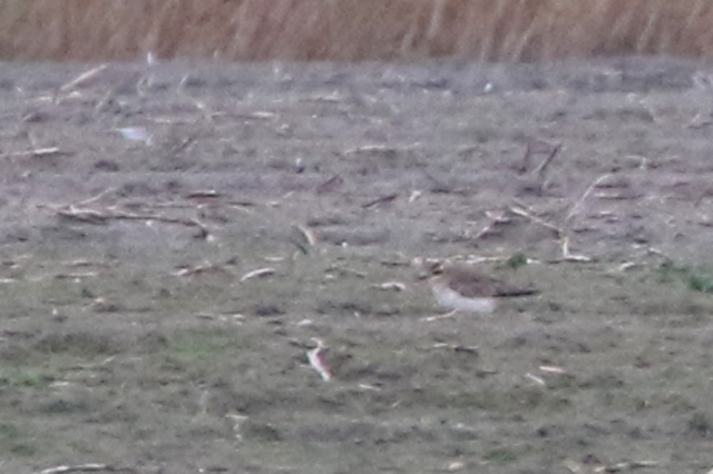 3 december 2021, Kaspische Plevier, Eemspolder_02