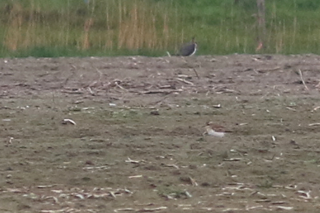 3 december 2021, Kaspische Plevier, Eemspolder_03