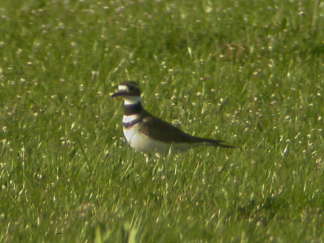 5 april 2005, Kildeerplevier, Rottige Meenthe_OV_2