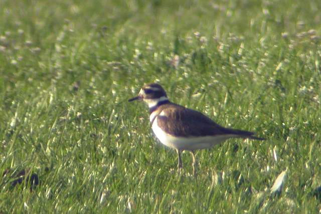 5 mei 2005, Killdeerplevier, RottigeMeenthe