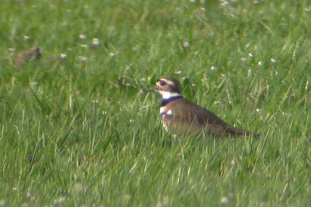5 mei 2005, Killdeerplevier, RottigeMeenthe_01