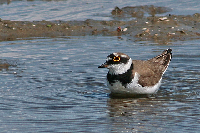 4 mei 2009, Kleine Plevier, Lauwersmeer