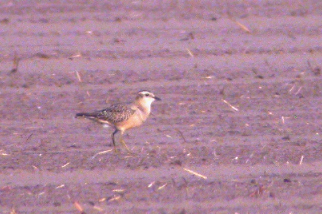 7 september 2006, Morinelplevier, Diependal