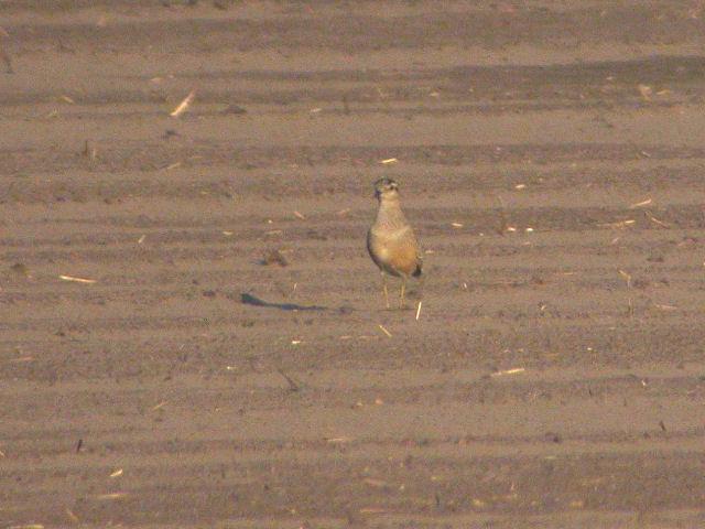 7 september 2006, Morinelplevier, Diependal_02