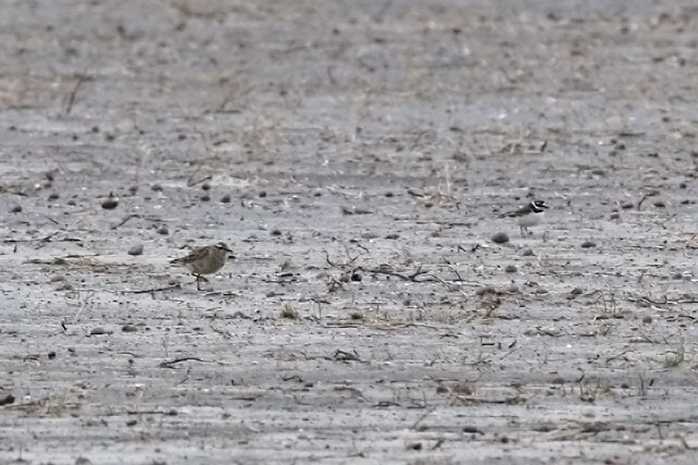 6 oktober 2019, Morinelplevier, Texel