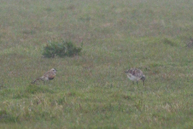 8 mei 2021, Morinelplevier, Texel