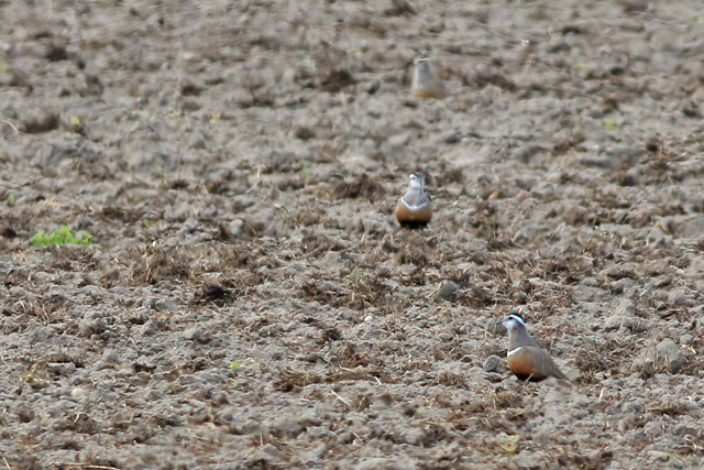 30 april 2022, Morinelplevier, Texel(2)
