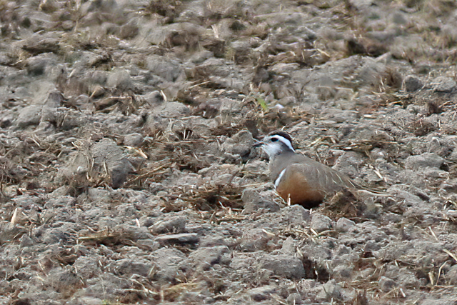 30 april 2022, Morinelplevier, Texel