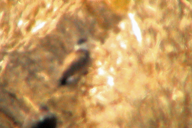 28 juli 2003, Sporenkievit, Noord Holland