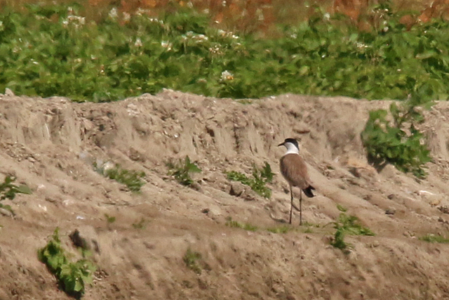 20180721 Sporenkievit Wieringermeer 02