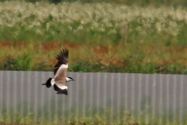 20180721 Sporenkievit Wieringermeer 03