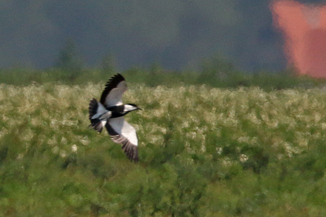 20180721 Sporenkievit Wieringermeer 04