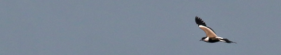 21 juli 2018, Sporenkievit, Wieringermeer_07