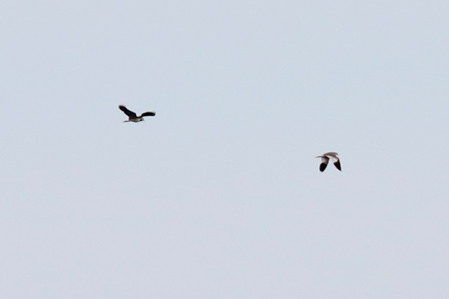 28 mei 2017, Steppekievit, Noordlaren_2