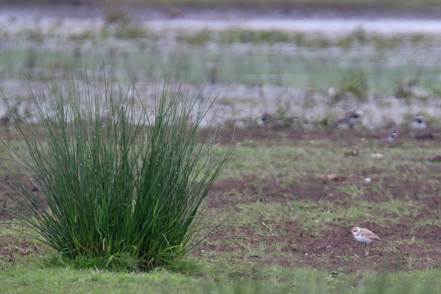 19 mei 2018, Strandplevier, It Heidenskip