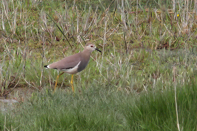 28 april 2014, Witstaartkievit, Den Helder-sharpen-sharpen