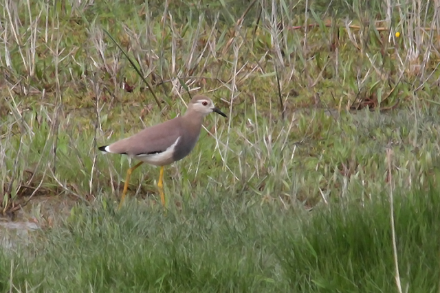 28 april 2014, Witstaartkievit, Den Helder