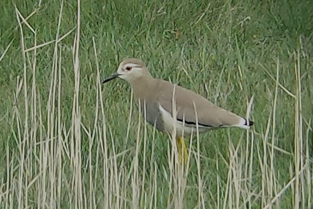 28 april 2014, Witstaartkievit, Den Helder_2